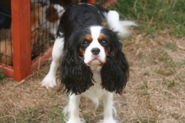 Coco chanel des Cavaliers de l'Or