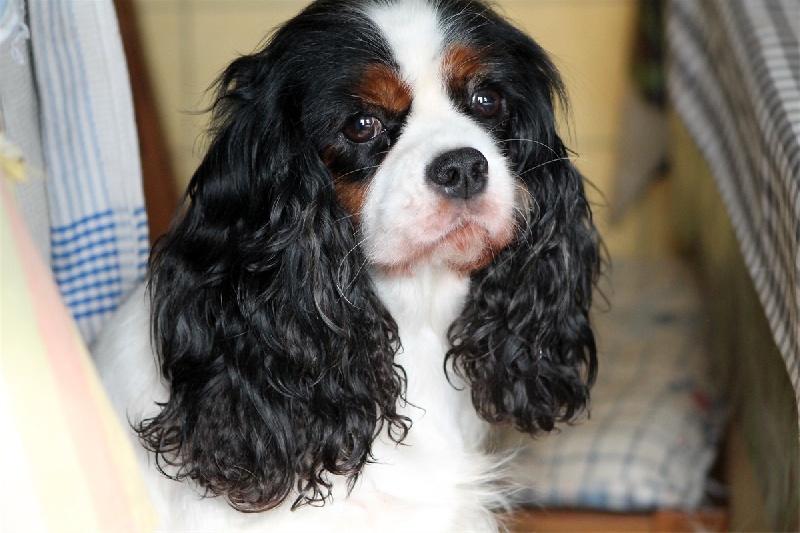 Coco chanel des Cavaliers de l'Or