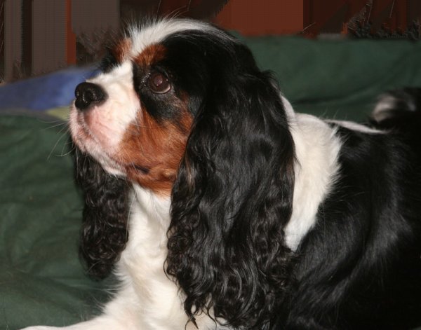 Coco chanel des Cavaliers de l'Or