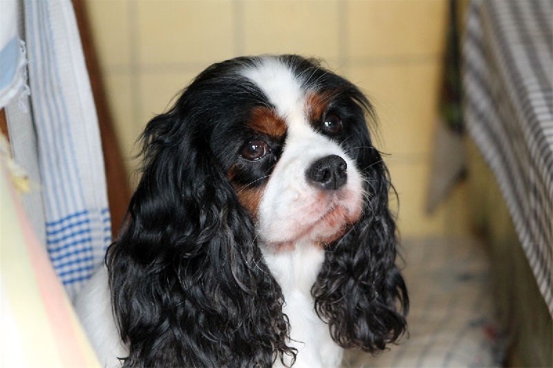 Coco chanel des Cavaliers de l'Or