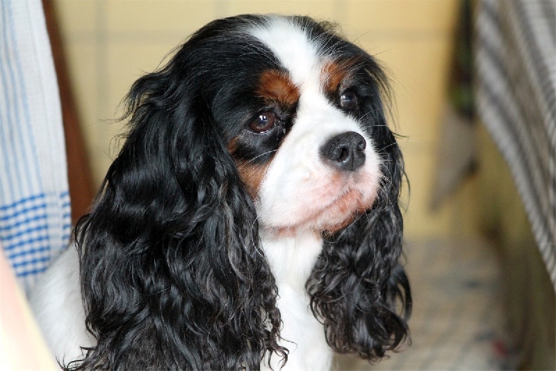 Coco chanel des Cavaliers de l'Or