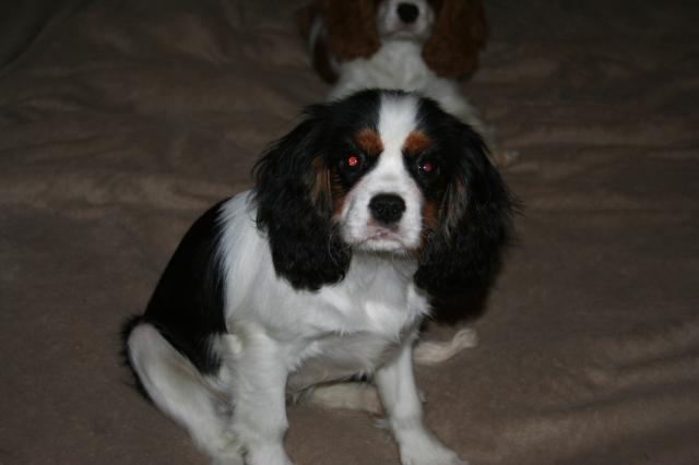 Coco chanel des Cavaliers de l'Or