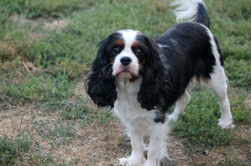 Coco chanel des Cavaliers de l'Or