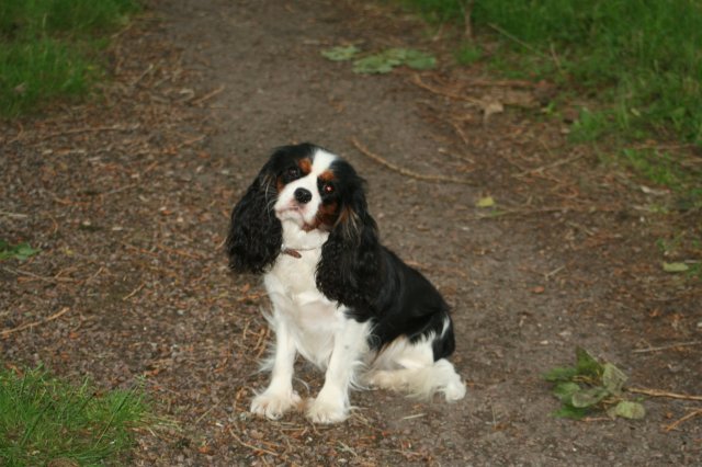 Coco chanel des Cavaliers de l'Or