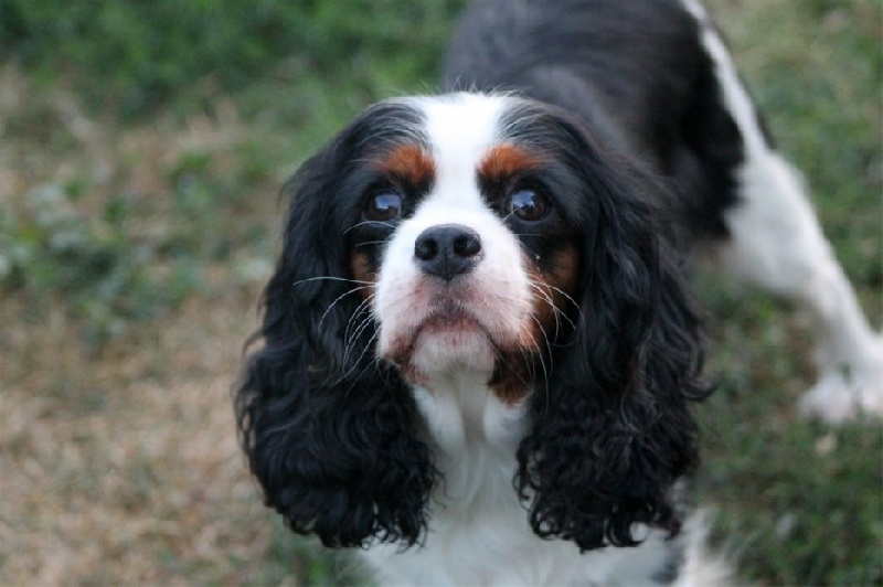 Coco chanel des Cavaliers de l'Or