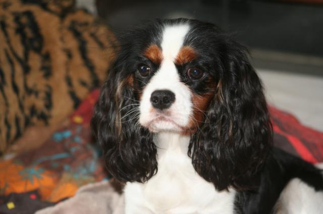 Coco chanel des Cavaliers de l'Or