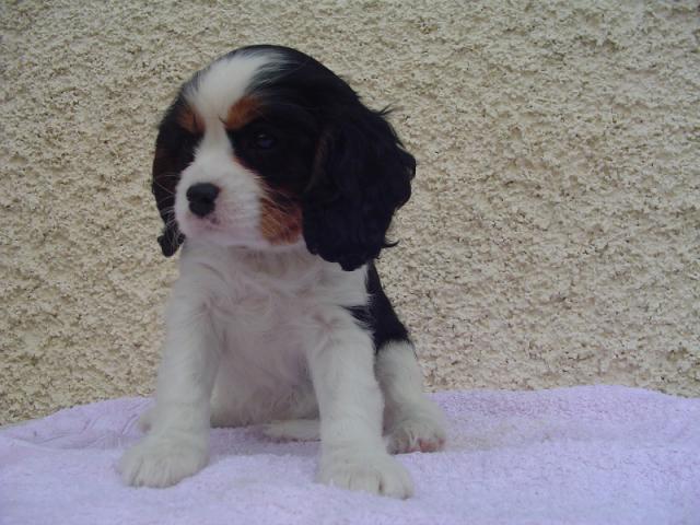 Coco chanel des Cavaliers de l'Or