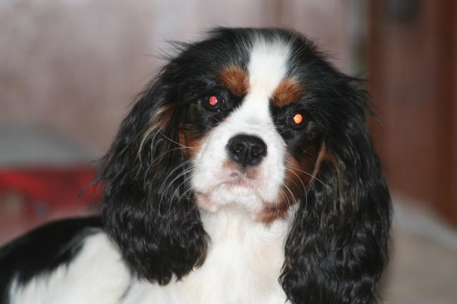 Coco chanel des Cavaliers de l'Or