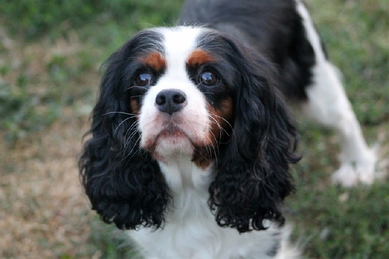 Coco chanel des Cavaliers de l'Or