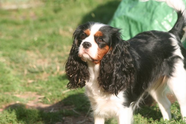 Coco chanel des Cavaliers de l'Or