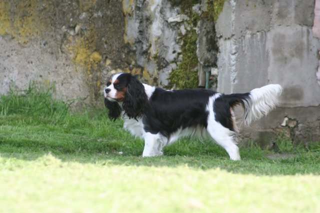 Coco chanel des Cavaliers de l'Or