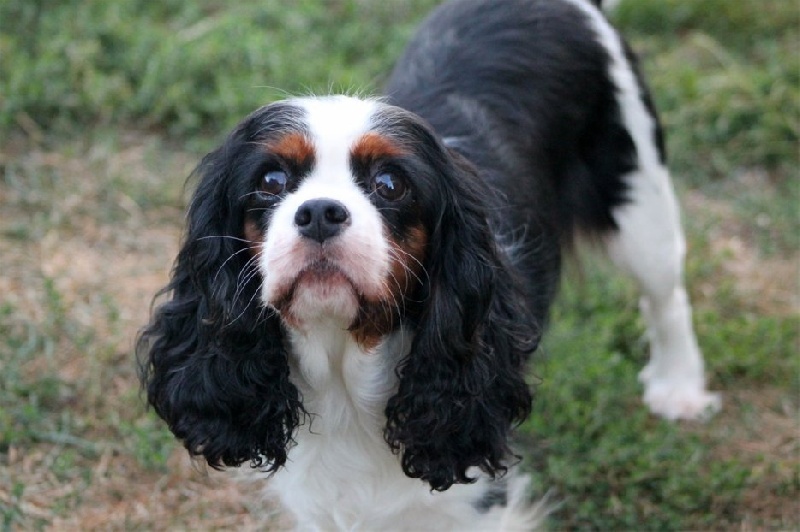 Coco chanel des Cavaliers de l'Or