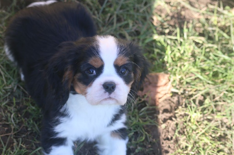 De La Legende De Eizer - Cavalier King Charles Spaniel - Portée née le 14/12/2014