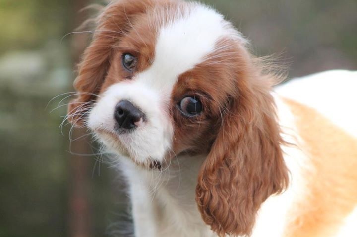 De La Legende De Eizer - Cavalier King Charles Spaniel - Portée née le 22/11/2012